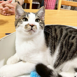 保護ねこ譲渡会 サムネイル2