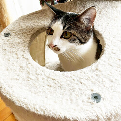 保護ねこ譲渡会 サムネイル3