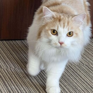 長毛白茶　天元くん　 里親様募集中！