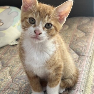 里親決定。母乳で育った仔猫