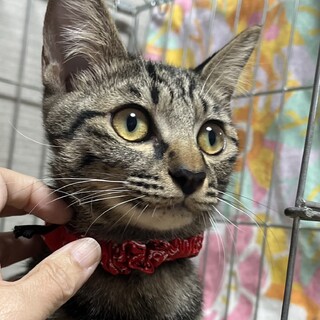 里親決定★お膝が好きな伊吹君去勢済