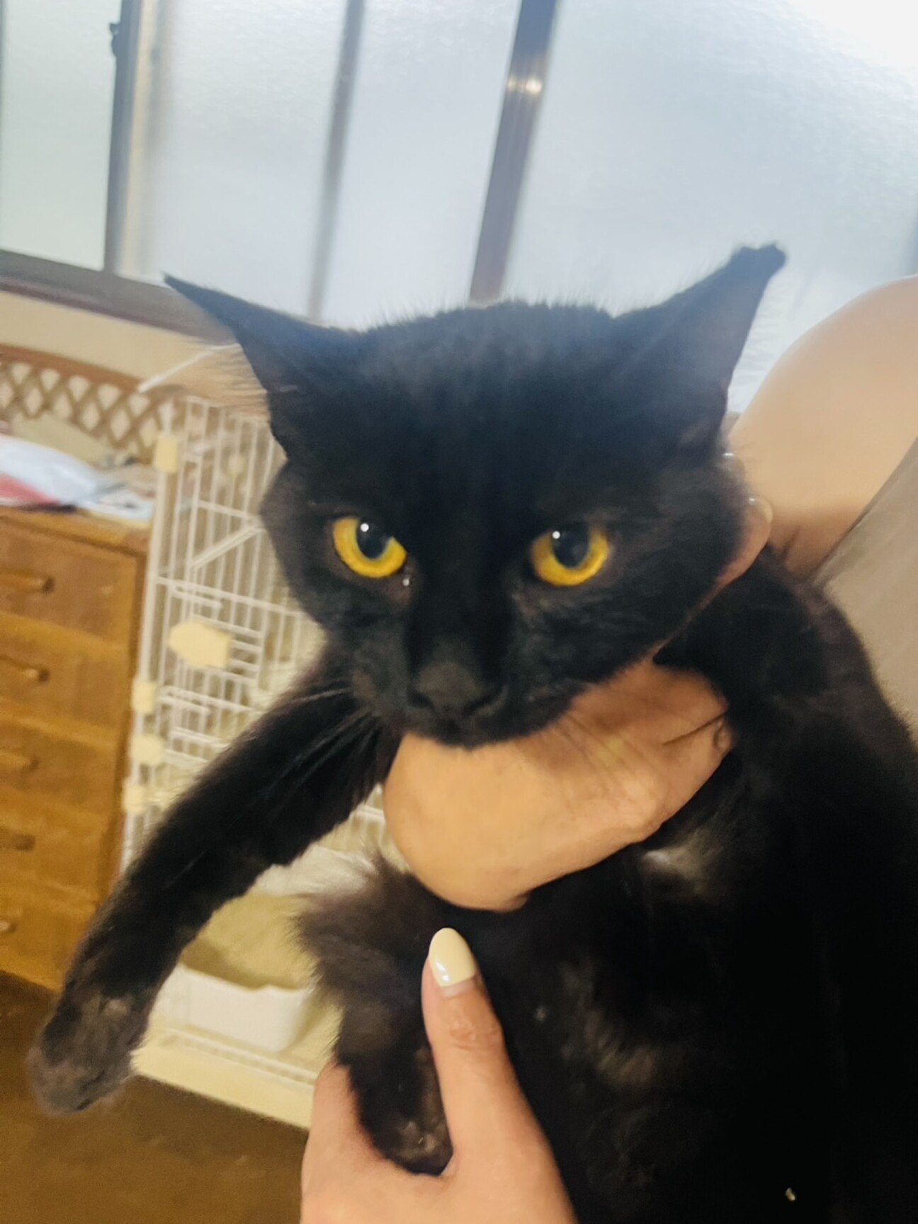 やや長毛黒猫ちゃん 千冬」大阪府 - 猫の里親募集(531182) 1枚目の