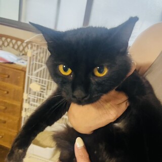 猫の里親募集「やや長毛黒猫ちゃん 千冬（ちふゆ）」（大阪府