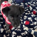 人が大好き甘えん坊さんメス子犬