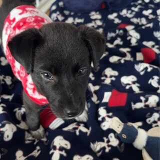 人が大好き甘えん坊さんメス子犬