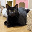 黒猫キングはきっと僕のことカモ…★☆