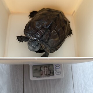 元気なオスのクサガメです