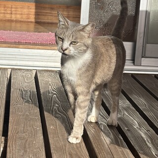 小さいママです。避妊済。甘えてよく鳴いてます♡