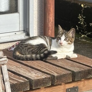 可愛い女の子 大人しいです。