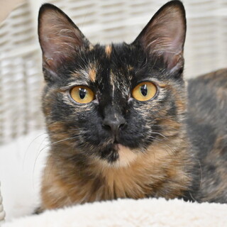 ラーラ：兄弟猫グングンと仲良し！