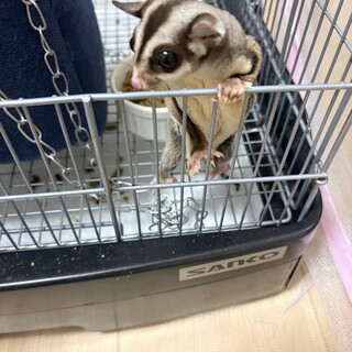 フクロモモンガ4匹里親募集