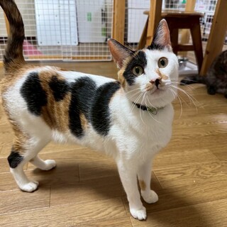 大きなハート模様が素敵な甘えん坊さん♡