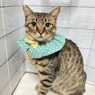 【3/29東銀座】とら丸くん★１歳♪