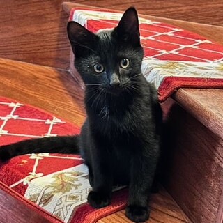 急募！母猫亡くなり緊急保護中の黒子猫　人慣れ抜群