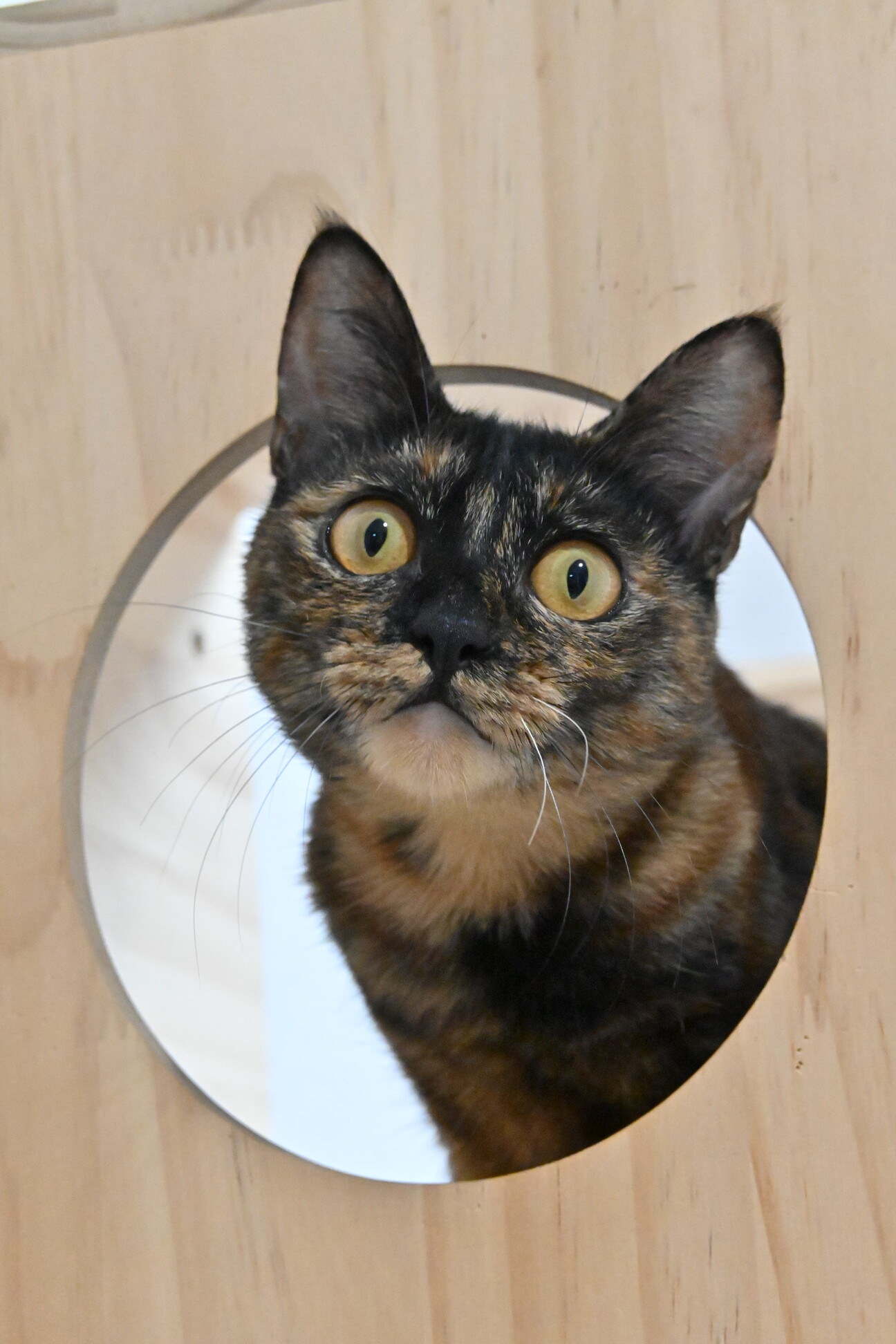 うらら：スリゴロなさび猫ちゃんです※トライアル中※ サムネイル1