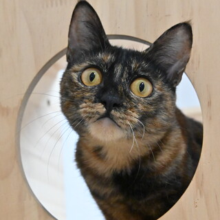 うらら：スリゴロなさび猫ちゃんです※トライアル中※