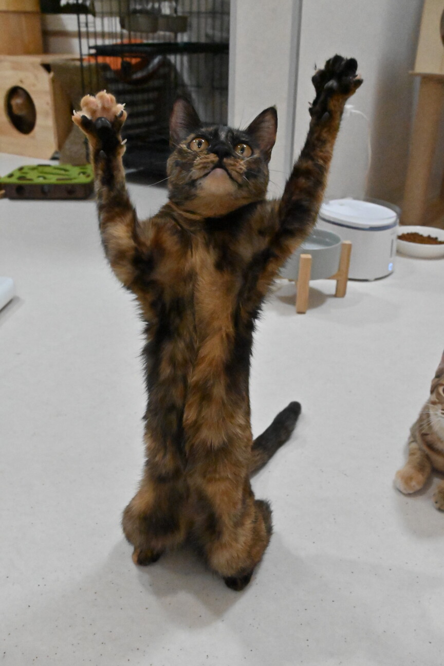 うらら：スリゴロなさび猫ちゃんです※トライアル中※ サムネイル4