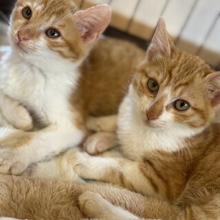 可愛い茶白きょうだい甘えん坊３ヶ月