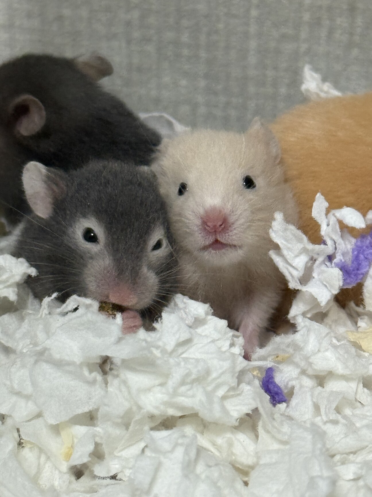 ゴールデンハムスター里親募集  キンクマ カラー サムネイル1