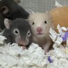 ゴールデンハムスター里親募集  キンクマ カラー サムネイル1