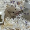 ゴールデンハムスター里親募集  キンクマ カラー サムネイル2
