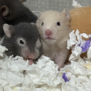 ゴールデンハムスター セーブルバンデット里親募集