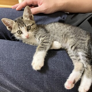 【子猫の里親募集】キジ白メス・元気な子です！