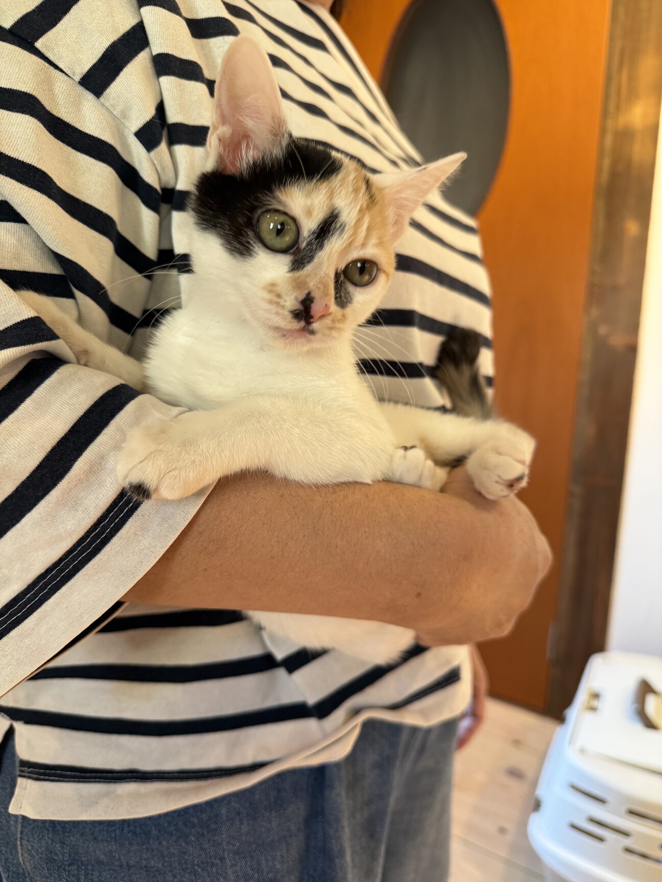 超絶甘えん坊の白三毛ちゃん」熊本県 - 猫の里親募集(531193