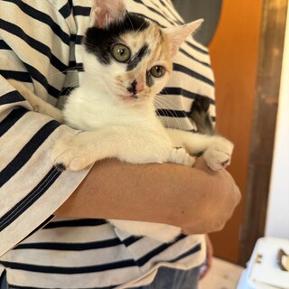 超絶甘えん坊の白三毛ちゃん