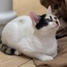 超絶甘えん坊の白三毛ちゃん サムネイル2