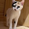 超絶甘えん坊の白三毛ちゃん サムネイル3