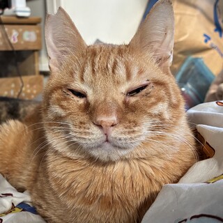 【12/28⭐️泉大津にて譲渡会】参加猫クウくん