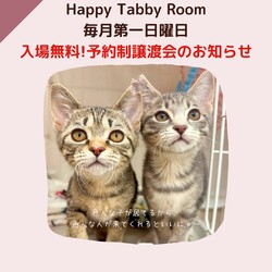 予約制入場無料デー！動物病院の保護猫譲渡会 サムネイル1