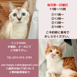 予約制入場無料デー！動物病院の保護猫譲渡会 サムネイル2