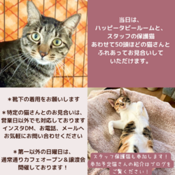 予約制入場無料デー！動物病院の保護猫譲渡会 サムネイル3