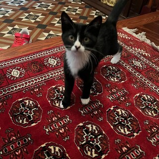 急募！母猫亡くなり急遽保護中の黒白子猫♀