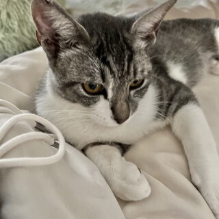 獣医師お墨付きの性格の良さ！8ヶ月男の子