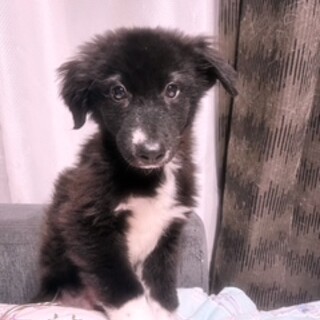 穏やかアトムくん