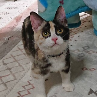 ミケ猫ミミちゃん