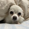 ビビリの大人しめチワワ「ドリームちゃん」