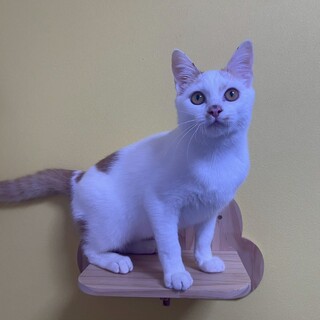 ひっつき虫の男の子《なつ》