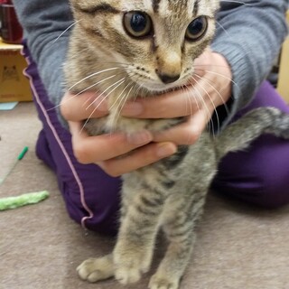 しなやか　イケメン　キジトラくん