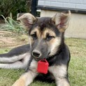 【中型子犬】人見知りゼロのやんちゃな女の子
