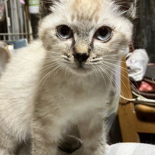 小柄で甘えん坊なシャムと黒の兄弟四カ月