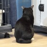 マスク・猫エイズ・能登半島からの（仮）アナちゃん サムネイル3
