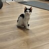 生後2ヶ月〜3ヶ月くらい　保護猫　オス　里親募集 サムネイル4