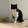 マスク・猫エイズ・能登半島からの（仮）アナちゃん サムネイル4