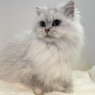 チンチラシルバーの女の子