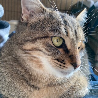 とっても甘え上手なキジトラの男の子