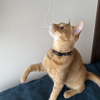 ストーカーばりの天真爛漫な甘えん坊茶トラ男子7ヵ月